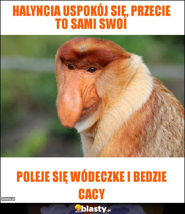 Halyncia uspokój się, przecie to sami swoi Halyncia uspokój się, przecie to sami swoi