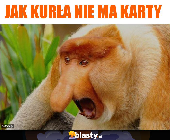 JAK KURŁA NIE MA KARTY JAK KURŁA NIE MA KARTY