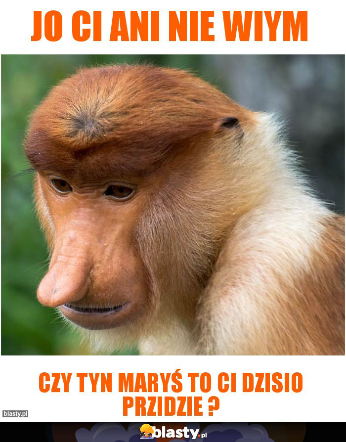 Jo ci ani nie wiym Jo ci ani nie wiym