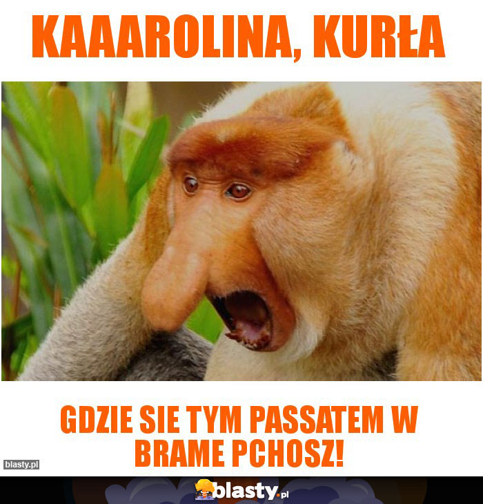 KAAAROLINA, KURŁA KAAAROLINA, KURŁA