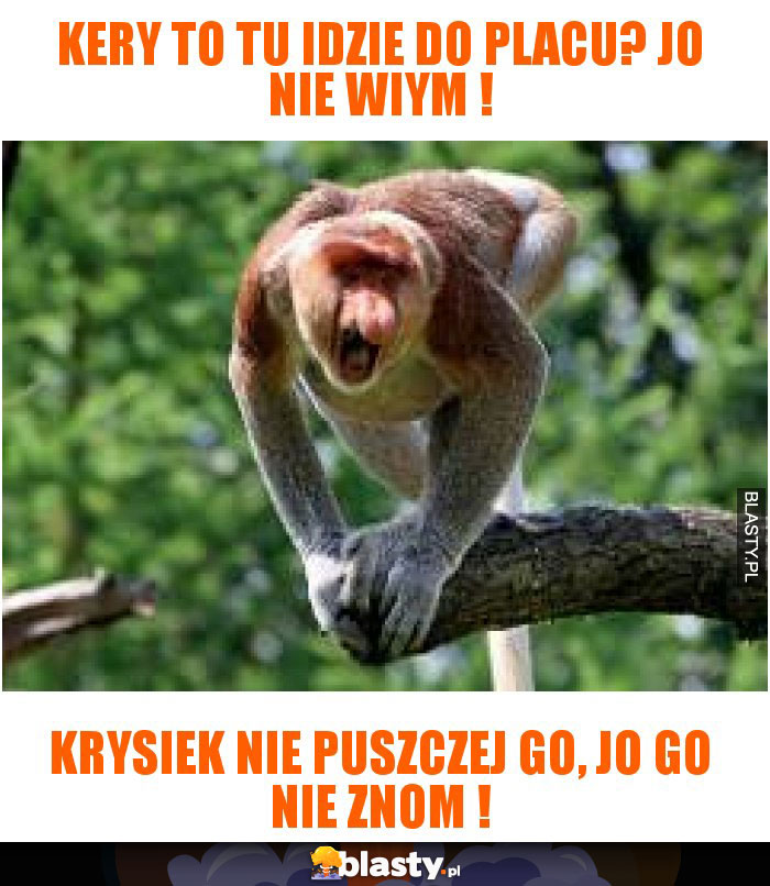 Kery to tu idzie do placu? Jo nie wiym !