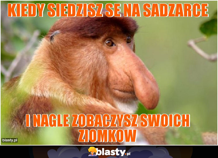 Kiedy siedzisz se na sadzarce Kiedy siedzisz se na sadzarce