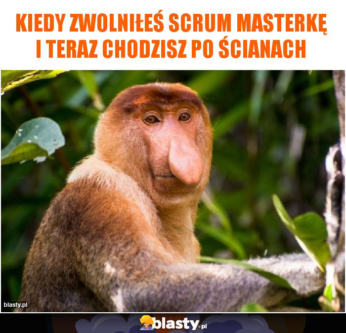 Kiedy zwolniłeś Scrum Masterkę i teraz chodzisz po ścianach Kiedy zwolniłeś Scrum Masterkę i teraz chodzisz po ścianach