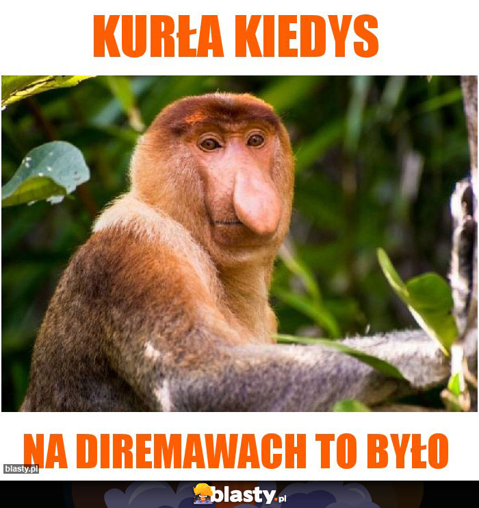 kurła kiedys kurła kiedys