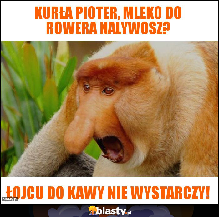 kurła pioter, mleko do rowera nalywosz? kurła pioter, mleko do rowera nalywosz?