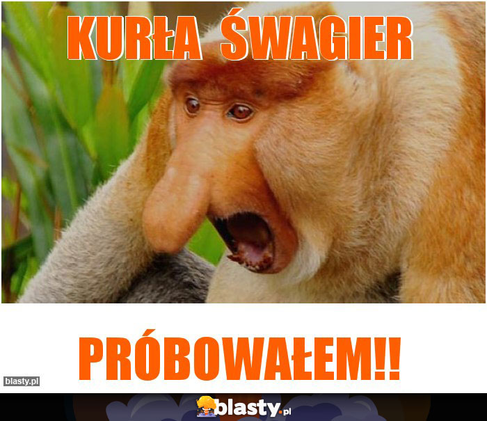 Kurła śwagier Kurła śwagier