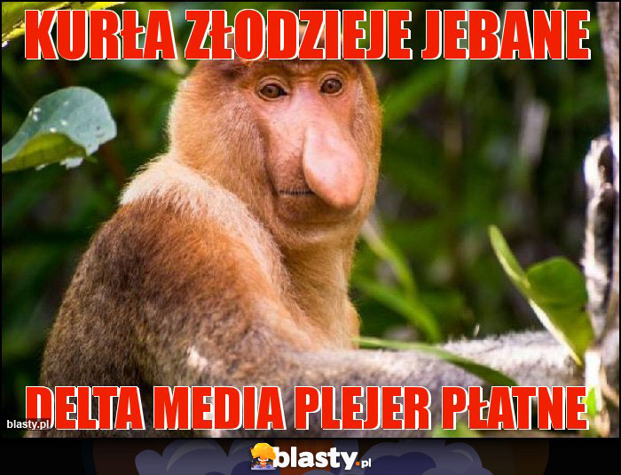 Kurła złodzieje jebane Kurła złodzieje jebane