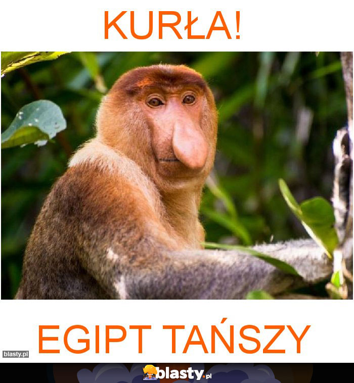 KURŁA!