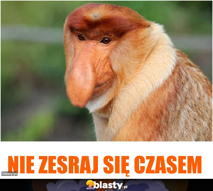 Nie zesraj się czasem Nie zesraj się czasem
