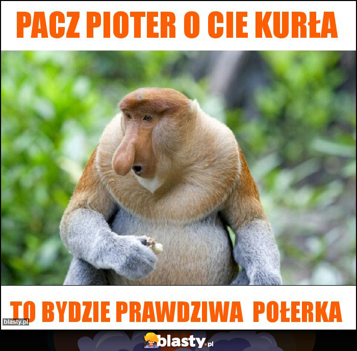 Pacz Pioter O cie kurła Pacz Pioter O cie kurła