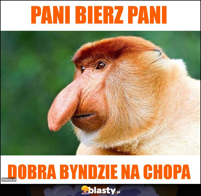 Pani bierz Pani Pani bierz Pani