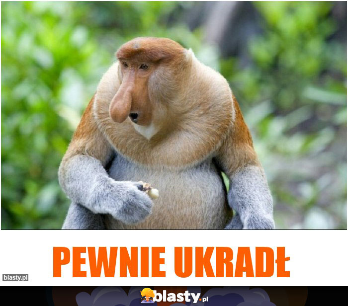 pewnie ukradł pewnie ukradł