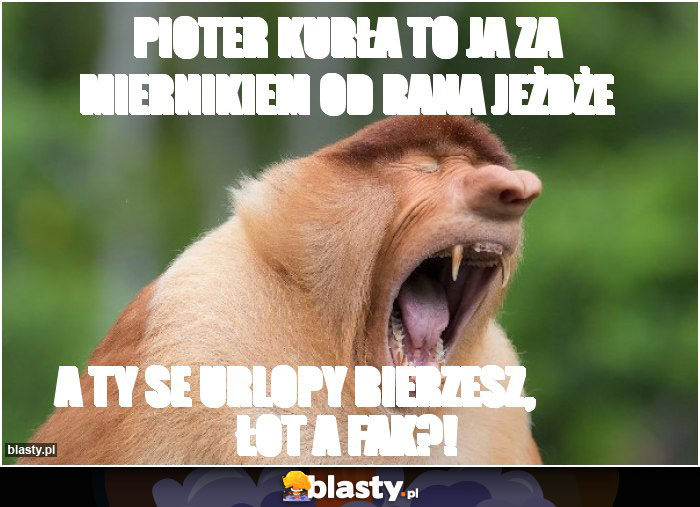 pioter kurła to ja za miernikiem od rana jeżdże pioter kurła to ja za miernikiem od rana jeżdże