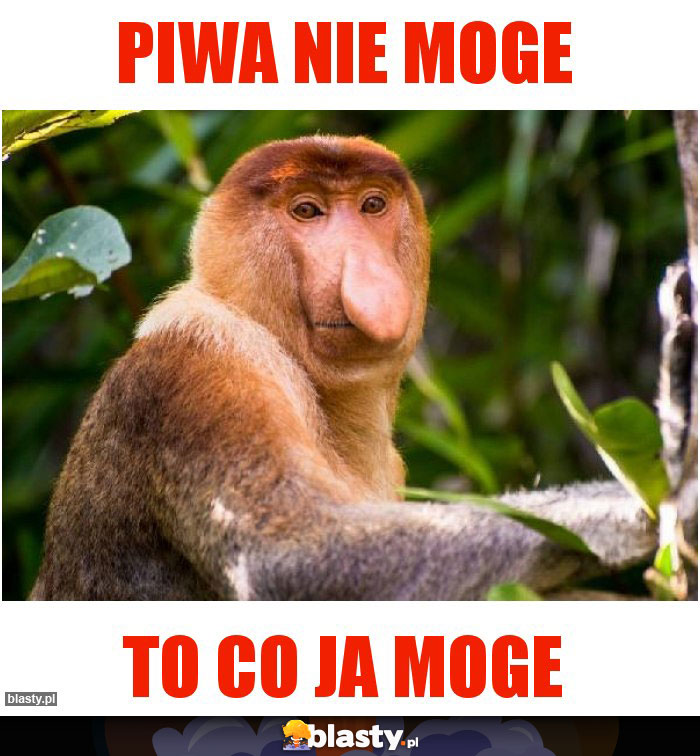Piwa nie moge Piwa nie moge