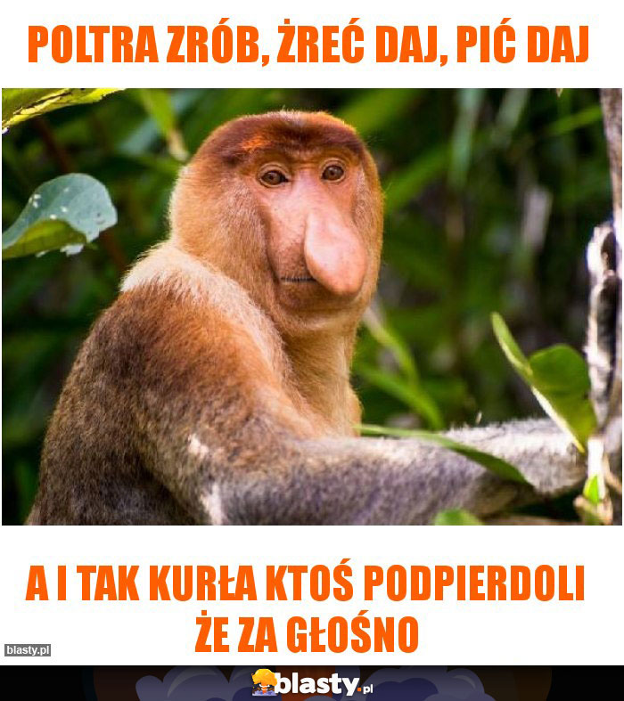 Poltra zrób, żreć daj, pić daj Poltra zrób, żreć daj, pić daj