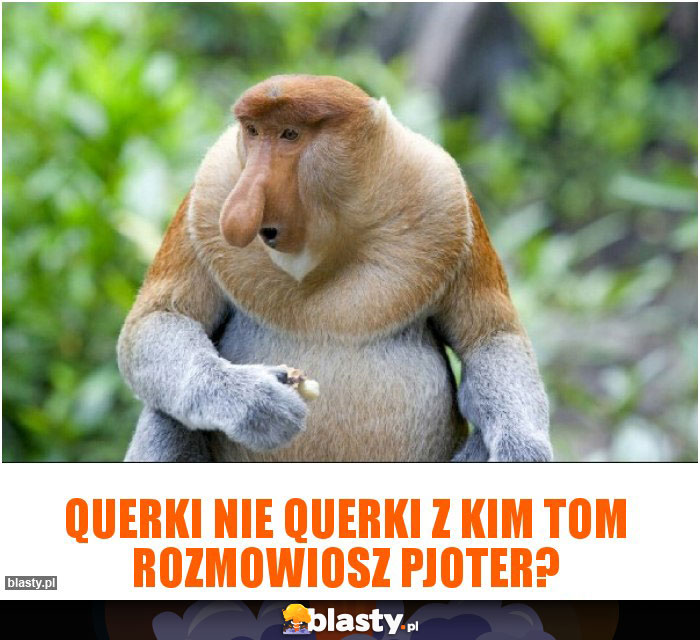 querki nie querki z kim tom rozmowiosz Pjoter? querki nie querki z kim tom rozmowiosz Pjoter?