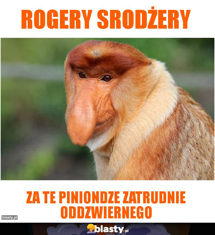 Rogery srodżery Rogery srodżery