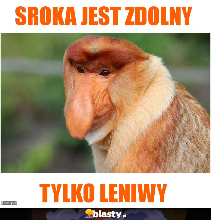Sroka jest zdolny Sroka jest zdolny