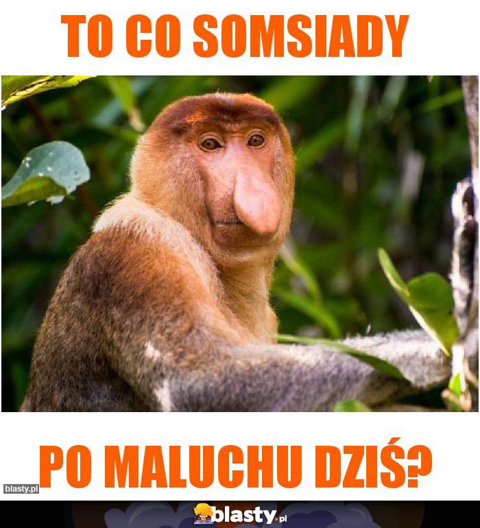 To co somsiady To co somsiady