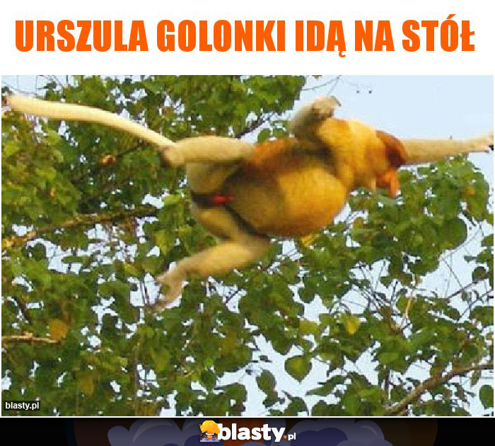 Urszula golonki idą na stół Urszula golonki idą na stół
