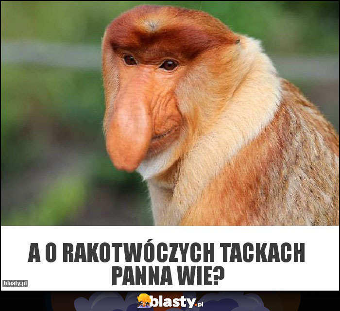 A o rakotwóczych tackach panna wie? A o rakotwóczych tackach panna wie?