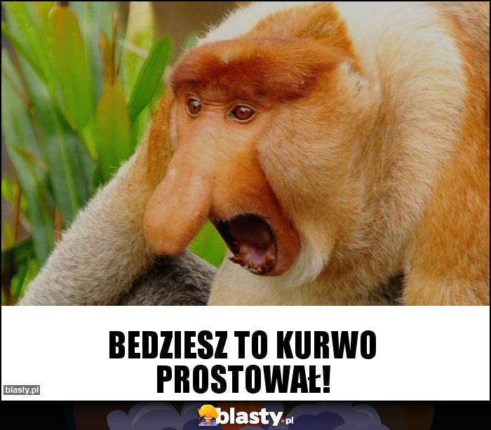 Bedziesz to kurwo prostował! Bedziesz to kurwo prostował!