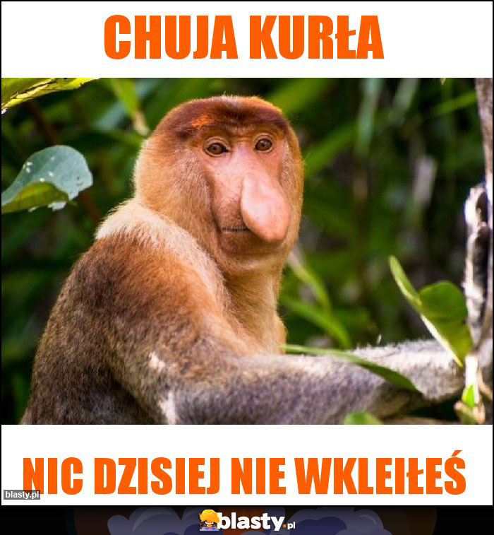 chuja kurła