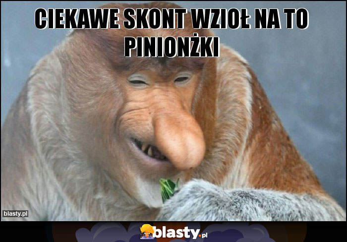 Ciekawe skont wzioł na to pinionżki Ciekawe skont wzioł na to pinionżki