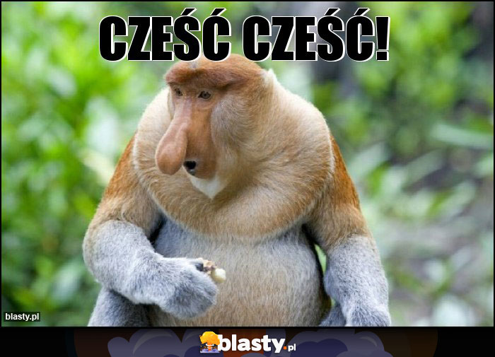 CZEŚĆ CZEŚĆ! CZEŚĆ CZEŚĆ!