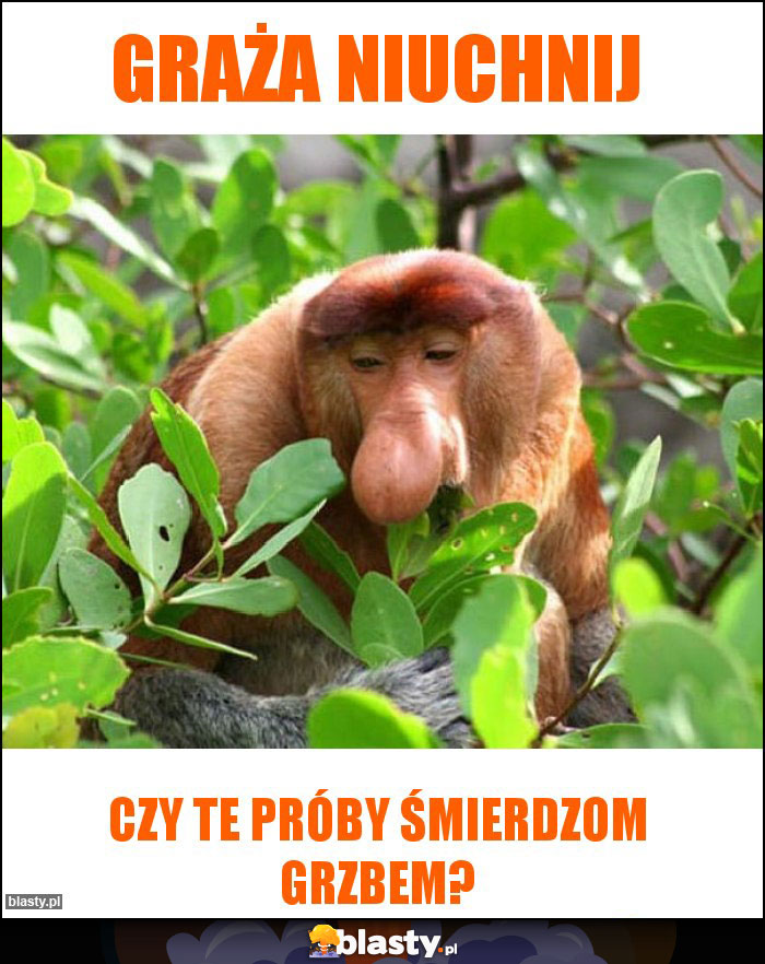 GRAŻA NIUCHNIJ GRAŻA NIUCHNIJ