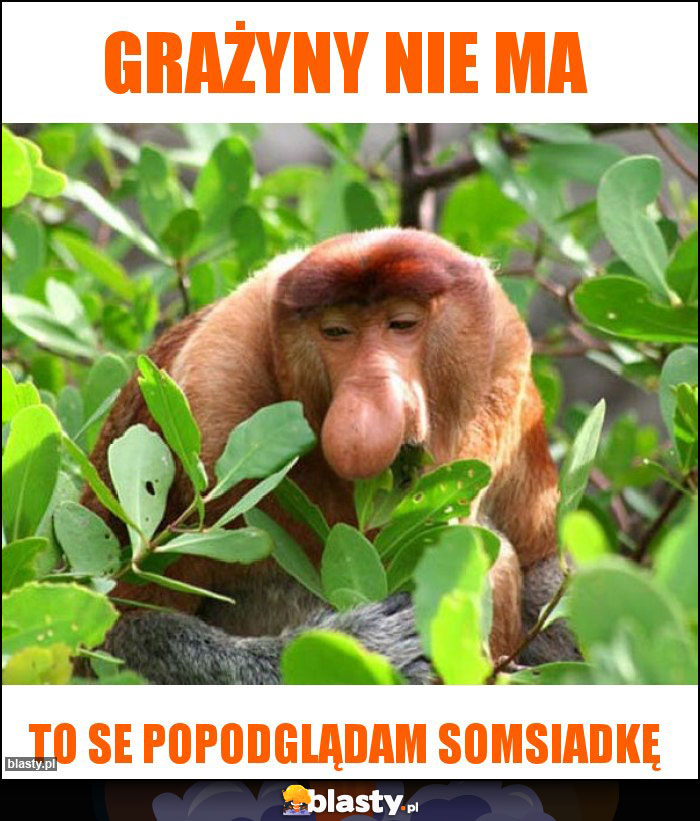 grażyny nie ma grażyny nie ma