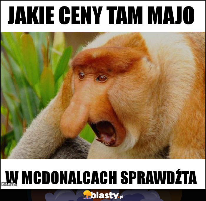 jakie ceny tam majo