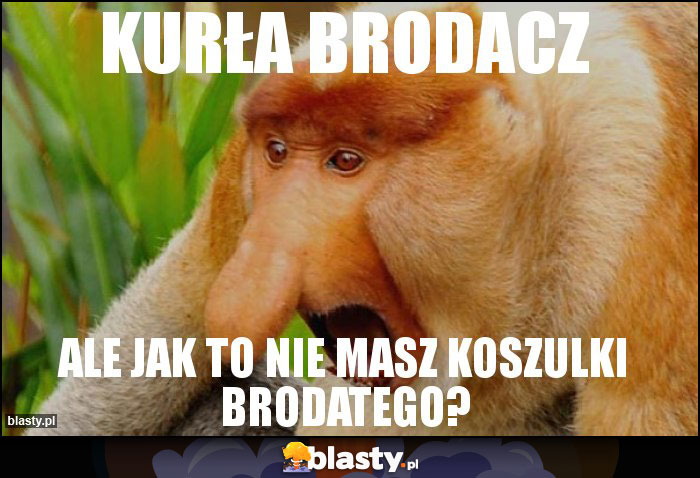 Kurła brodacz Kurła brodacz