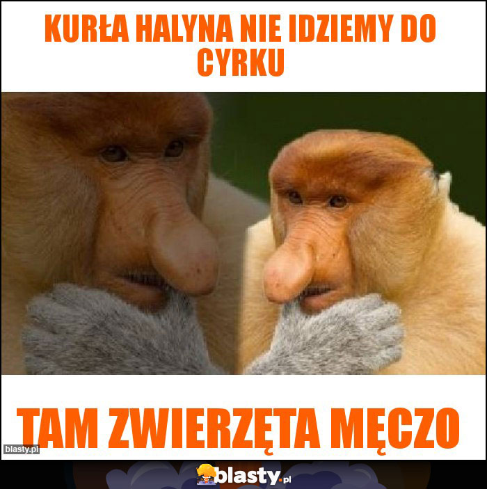 Kurła halyna nie idziemy do cyrku Kurła halyna nie idziemy do cyrku