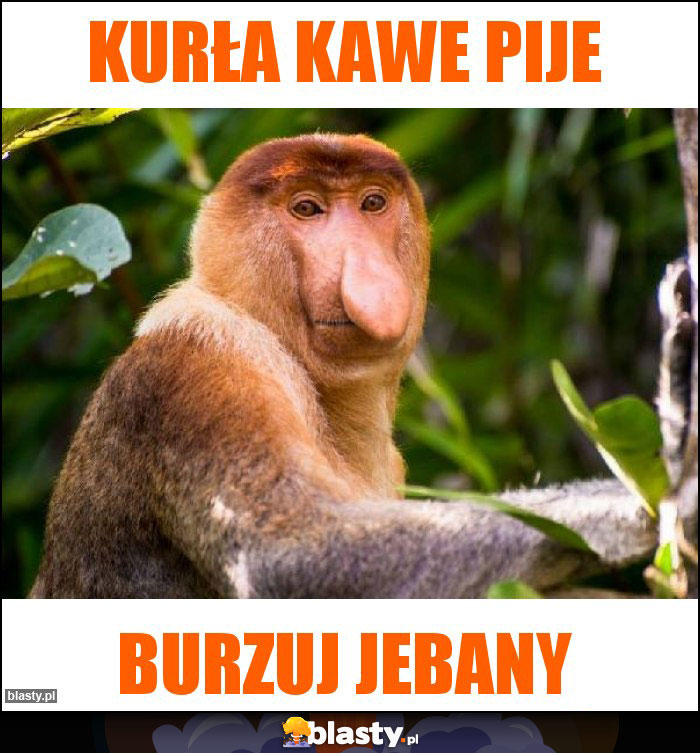 Kurła kawe pije Kurła kawe pije