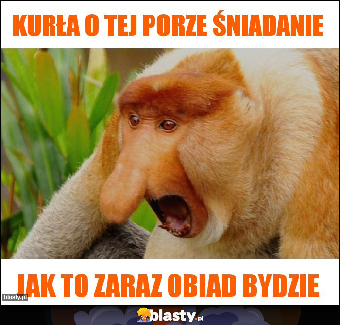 kurła o tej porze śniadanie