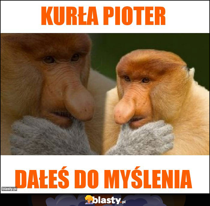 KURŁA PIOTER KURŁA PIOTER