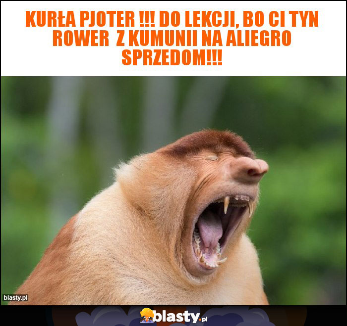 Kurła Pjoter !!! Do lekcji, bo ci tyn rower z kumunii na aliegro sprzedom!!! Kurła Pjoter !!! Do lekcji, bo ci tyn rower z kumunii na aliegro sprzedom!!!
