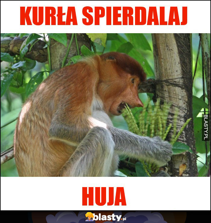 KURŁA SPIERDALAJ KURŁA SPIERDALAJ