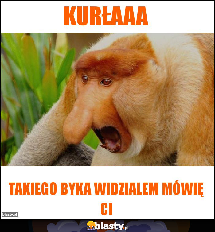 Kurłaaa