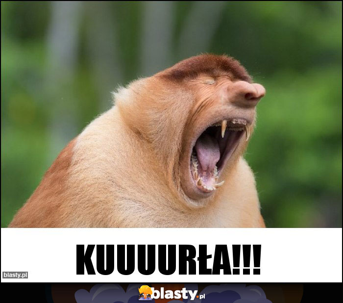 Kuuuurła!!! Kuuuurła!!!