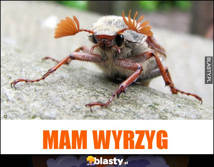 Mam wyrzyg
