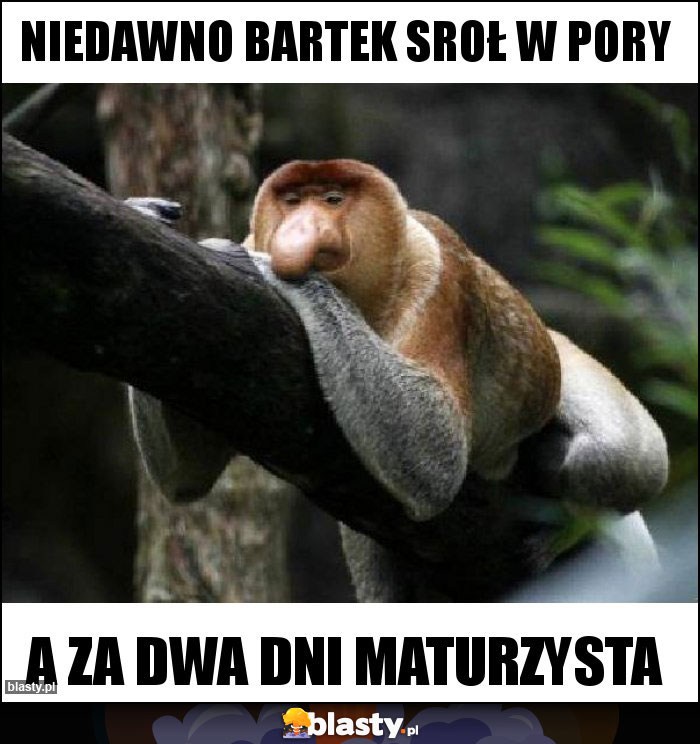 Niedawno Bartek sroł w pory