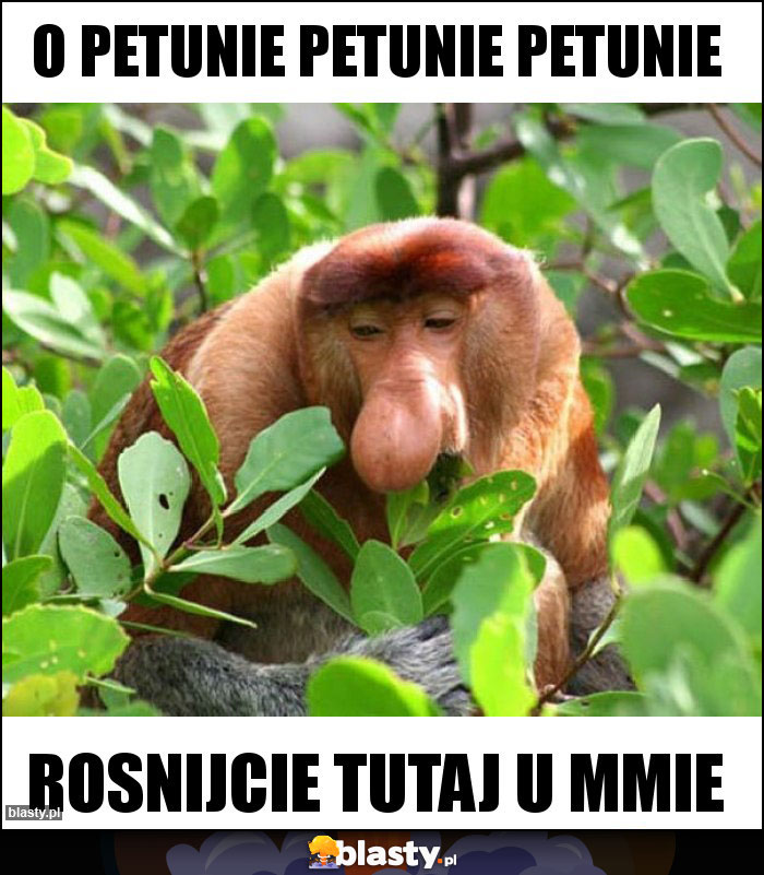 O petunie petunie petunie O petunie petunie petunie