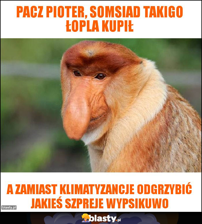 pacz pioter, somsiad takigo łopla kupił pacz pioter, somsiad takigo łopla kupił