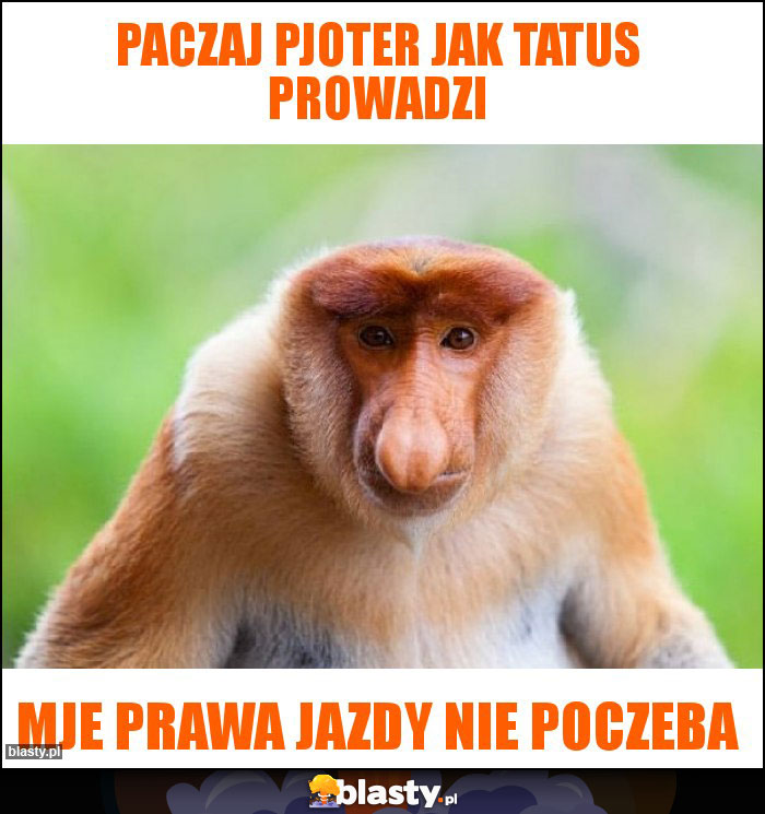 Paczaj pjoter jak tatus prowadzi Paczaj pjoter jak tatus prowadzi