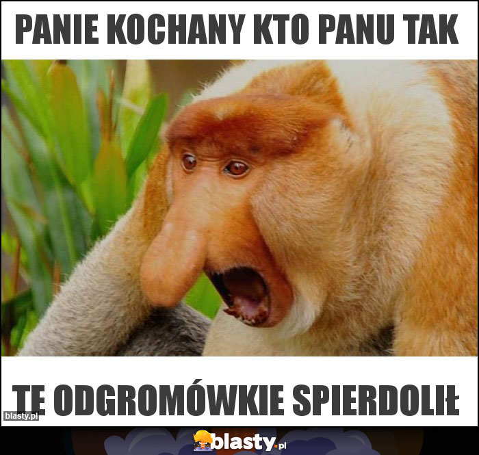 PANIE KOCHANY KTO PANU TAK PANIE KOCHANY KTO PANU TAK