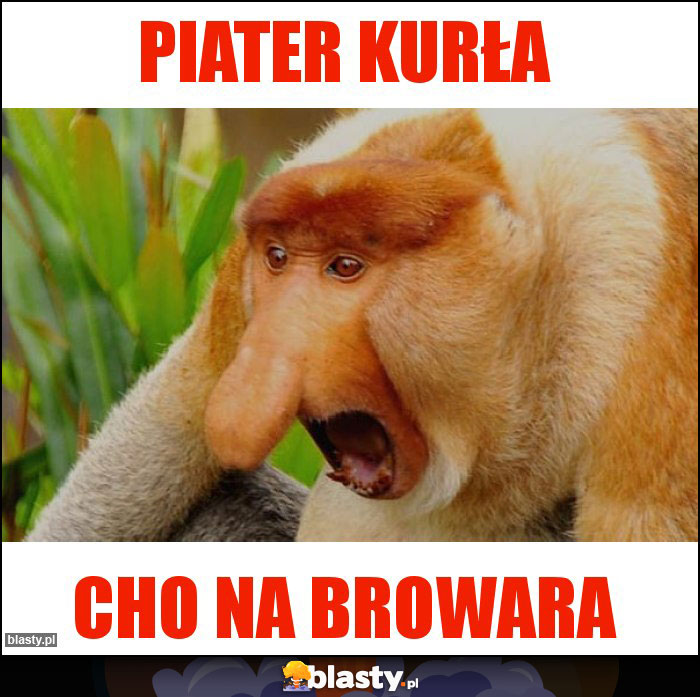Piater kurła Piater kurła