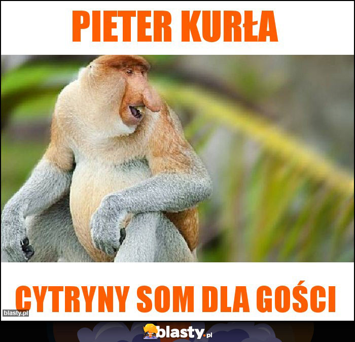 Pieter kurła Pieter kurła