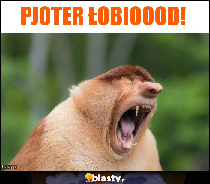 Pjoter łobioood! Pjoter łobioood!